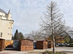 Снимка: Община Разград