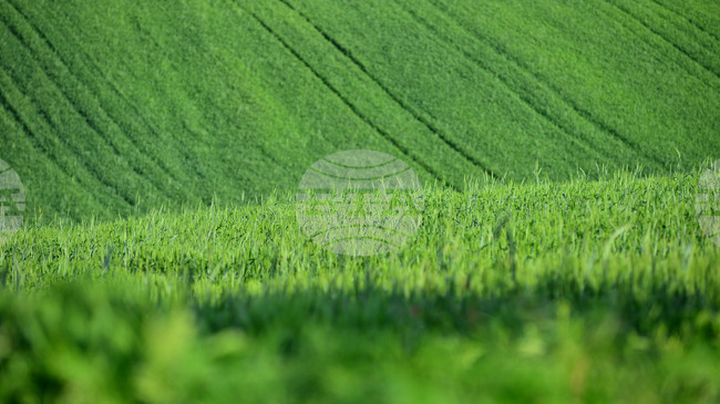 Средната цена при сделките с ниви в област Шумен достига 1311 лв. за един декар през 2024 г.