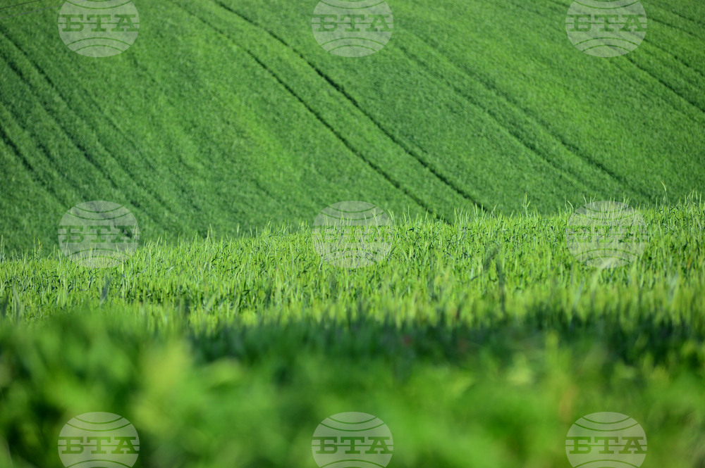 Средната цена при сделките с ниви в област Шумен достига 1311 лв. за един декар през 2024 г.