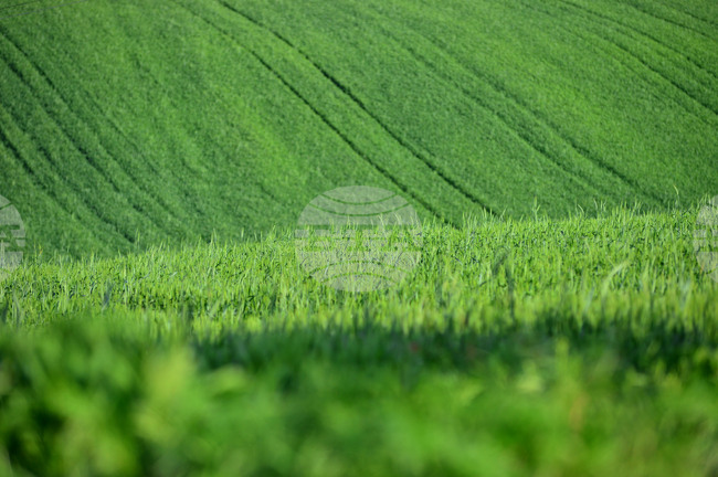 Средната цена при сделките с ниви в област Шумен достига 1311 лв. за един декар през 2024 г.