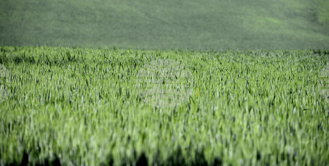 Отпада административната санкция за закъснение при подаване на заявления за подпомагане за Кампания 2025, съобщи МЗХ