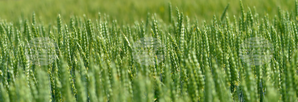 Несигурността на хранителните доставки и загубата на биоразнообразие са най-често отчитаните рискове, свързани с климатичните промени, съобщи ФАО