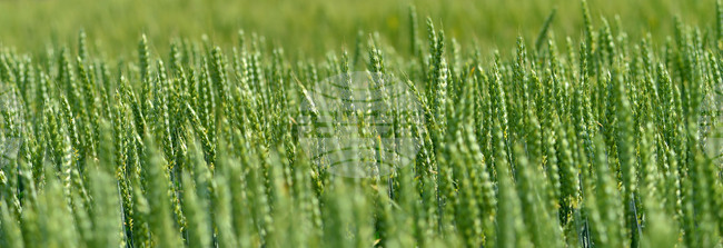 Несигурността на хранителните доставки и загубата на биоразнообразие са най-често отчитаните рискове, свързани с климатичните промени, съобщи ФАО