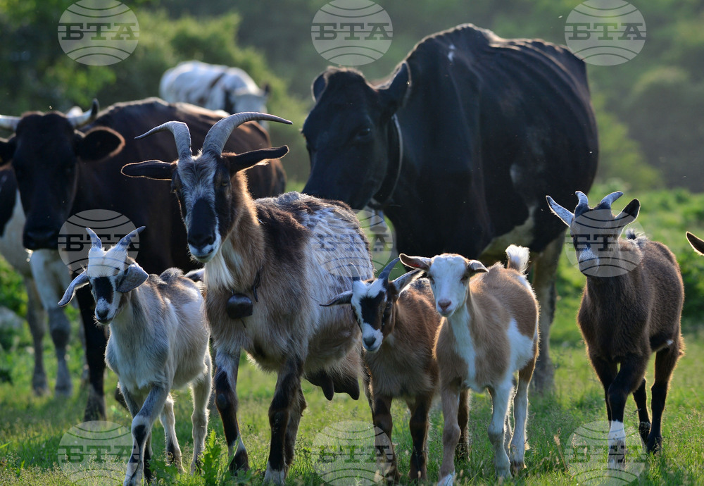 Държавен фонд "Земеделие" утвърди бюджет от 45,6 млн. лева по преходните помощи за говеда, овце-майки и кози-майки за Кампания 2025