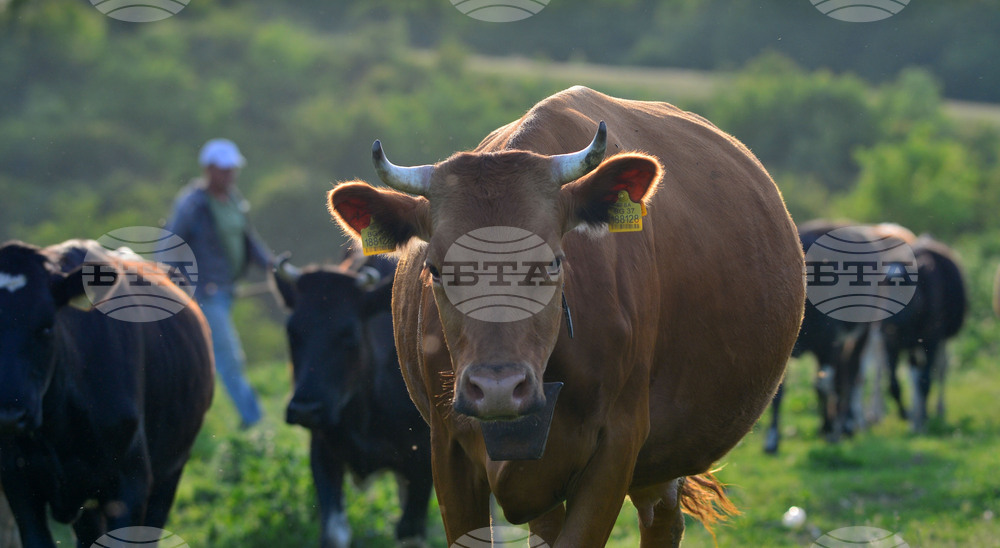 ФАО пусна нови насоки за наблюдение на грипа при говедата заради зачестилите случаи на заразяване с птичи грип