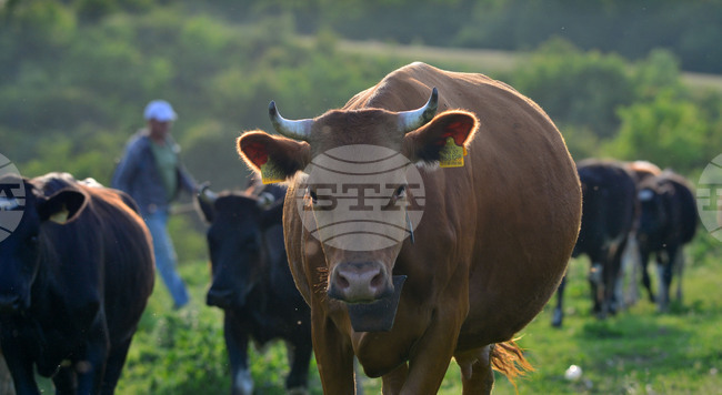 Казинформ: Казахстански депутат посочи корупцията в селското стопанство, давайки като пример субсидии за стогодишна крава