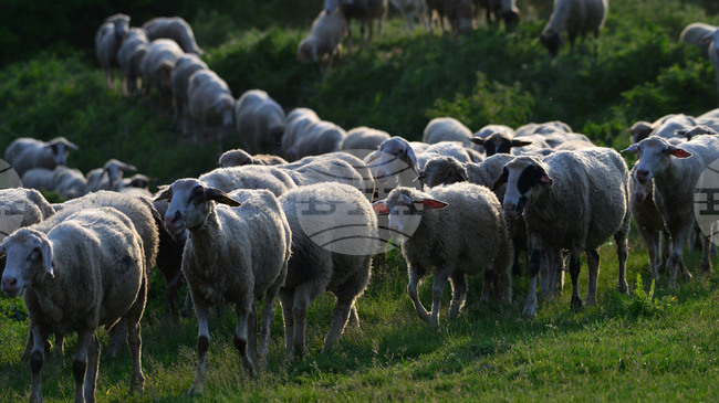 Над 122 млн. лева получиха животновъдите за обвързано подпомагане за животни за Кампания 2025