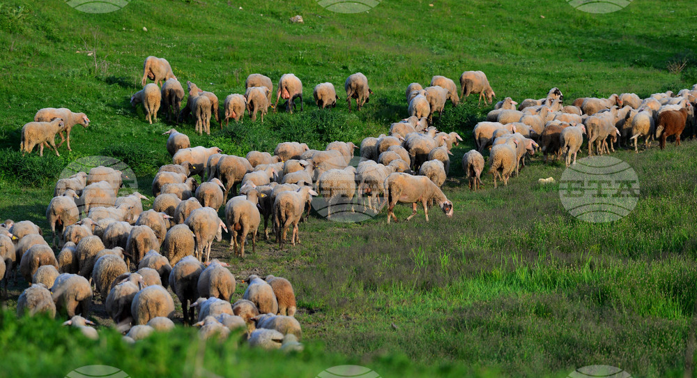 Гръцкото правителство закри службата за земеделските субсидии след огромен скандал за злоупотреби с пасища