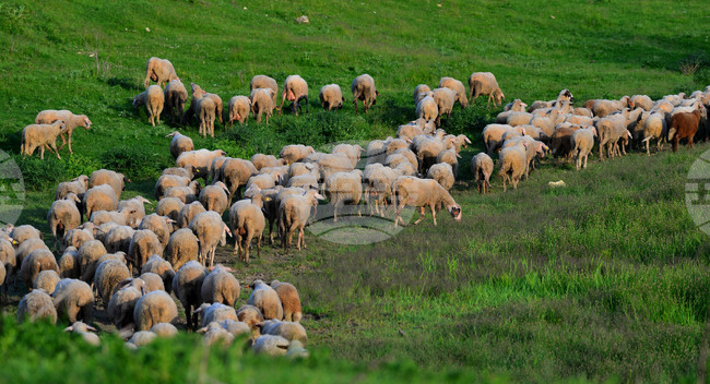 Гръцкото правителство закри службата за земеделските субсидии след огромен скандал за злоупотреби с пасища