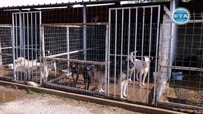 Зоозащитници протестираха срещу лошите условия за отглеждане на кучетата в общински приют в Ямболско