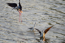 Село Ножарово - птици - кокилобегачи