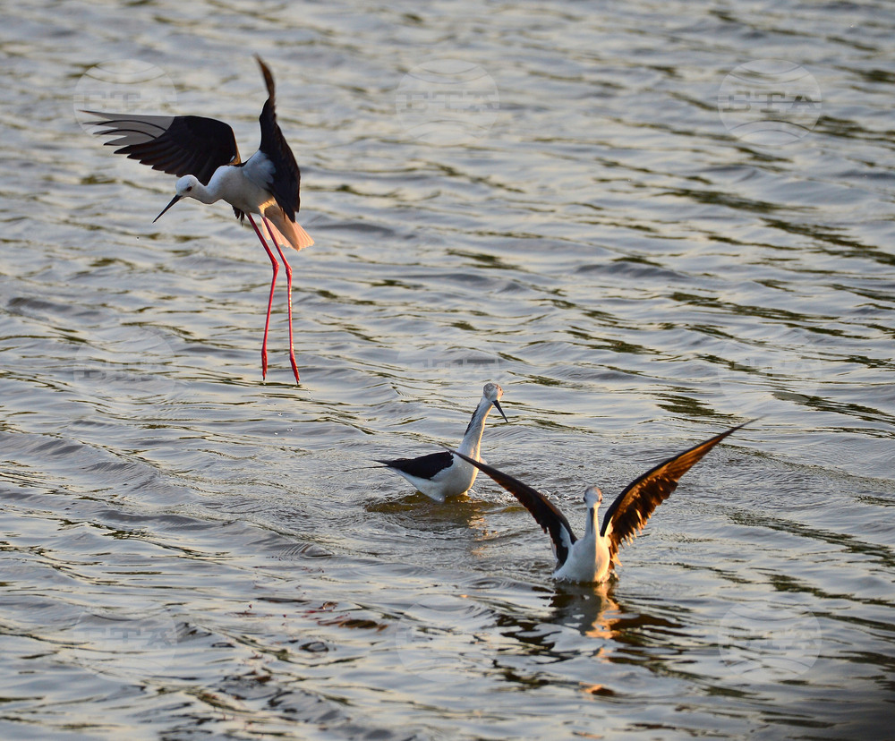 Село Ножарово - птици - кокилобегачи