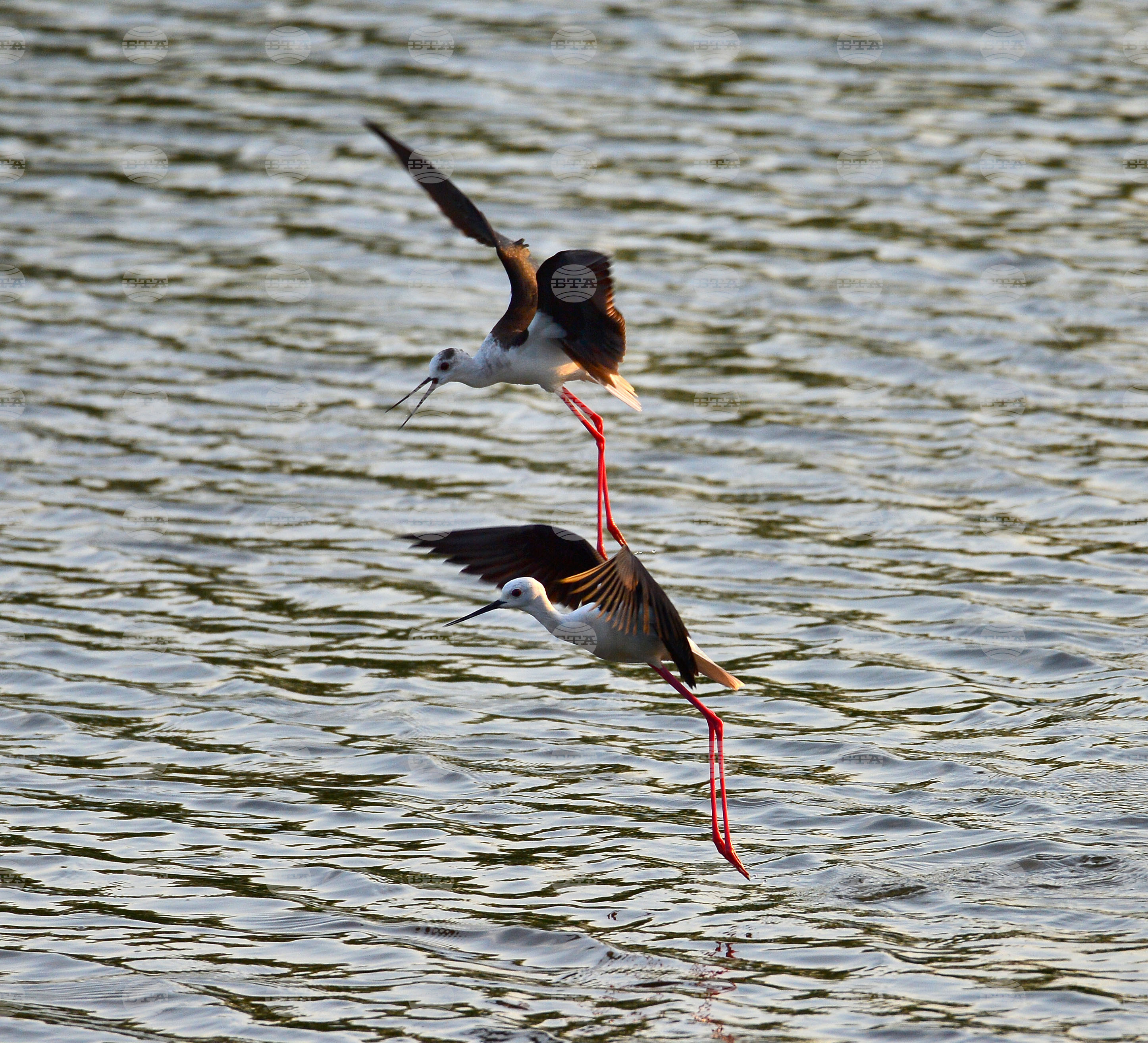 Село Ножарово - птици - кокилобегачи