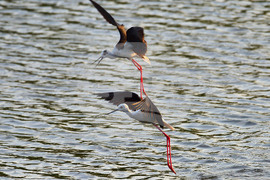 Село Ножарово - птици - кокилобегачи