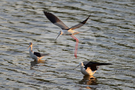 Село Ножарово - птици - кокилобегачи