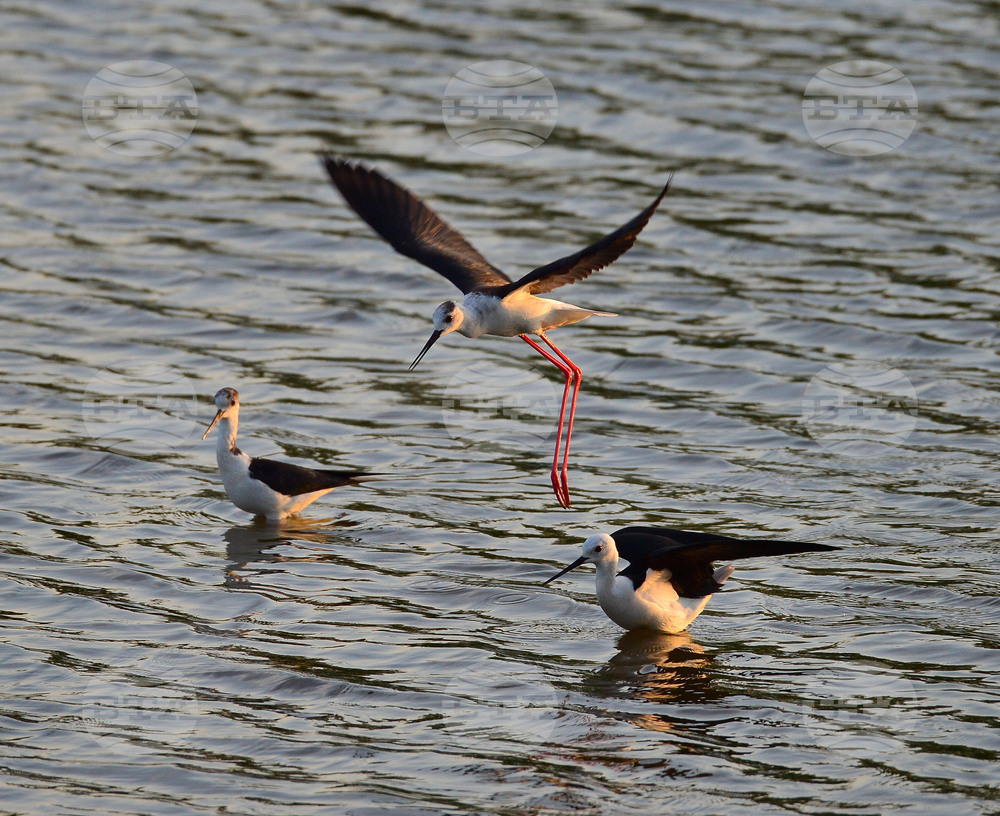 Село Ножарово - птици - кокилобегачи
