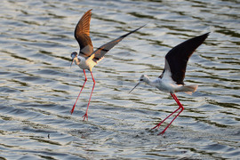 Село Ножарово - птици - кокилобегачи
