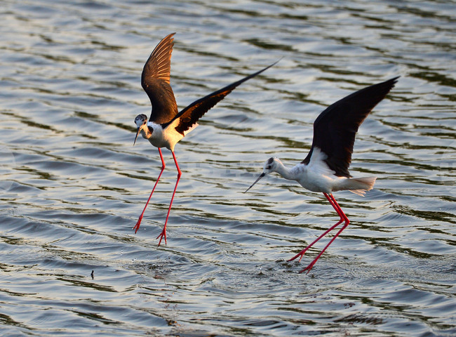Село Ножарово - птици - кокилобегачи