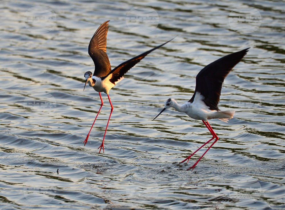 Село Ножарово - птици - кокилобегачи