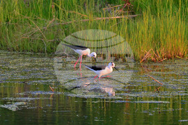Село Ножарово - птици - кокилобегачи