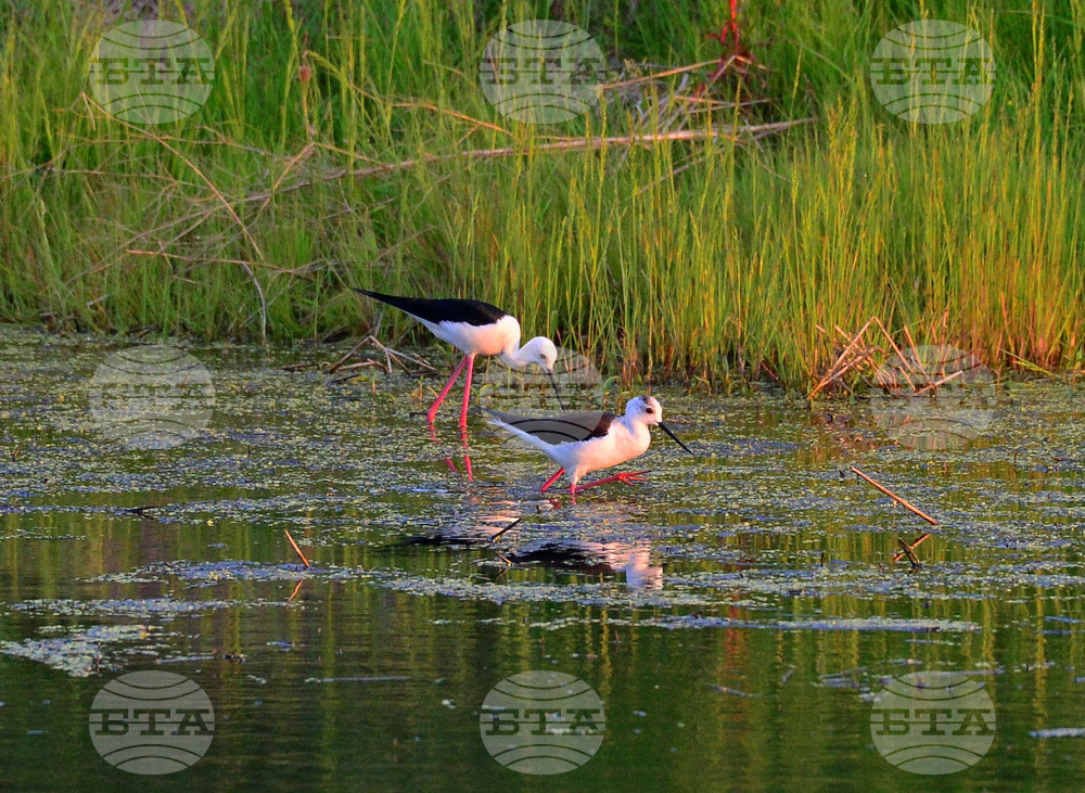 Село Ножарово - птици - кокилобегачи