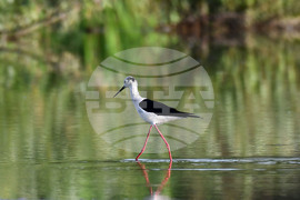 Село Ножарово - птици - кокилобегачи