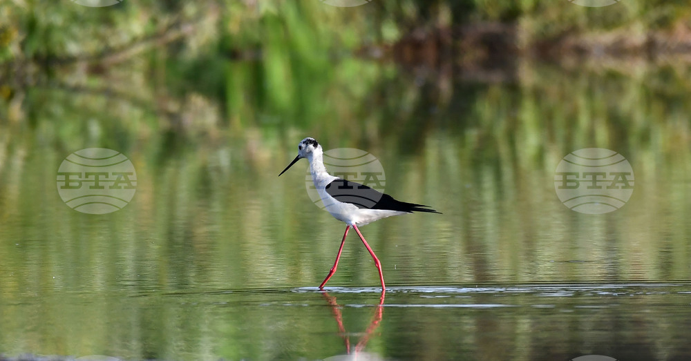 Село Ножарово - птици - кокилобегачи