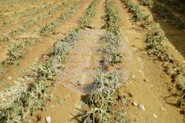 Мадан - село Галище - градушка