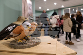 Пловдив - Пловдивски фестивал на науката