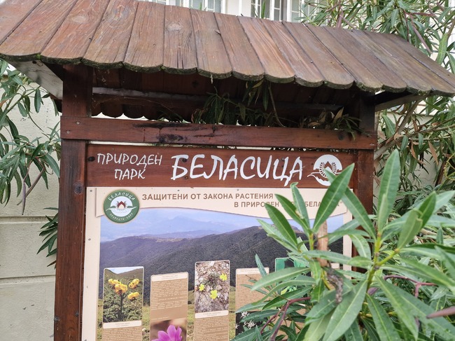 Залесяване с кестенови дръвчета и почистване на горски площи са част от инициативите в Петрич, посветени на Седмицата на гората