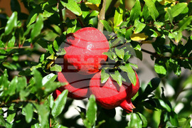 Исперих - екзотично дръвче - нар