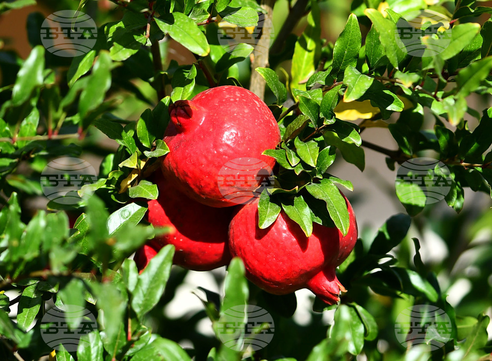 Исперих - екзотично дръвче - нар