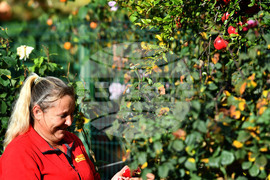 Исперих - екзотично дръвче - нар