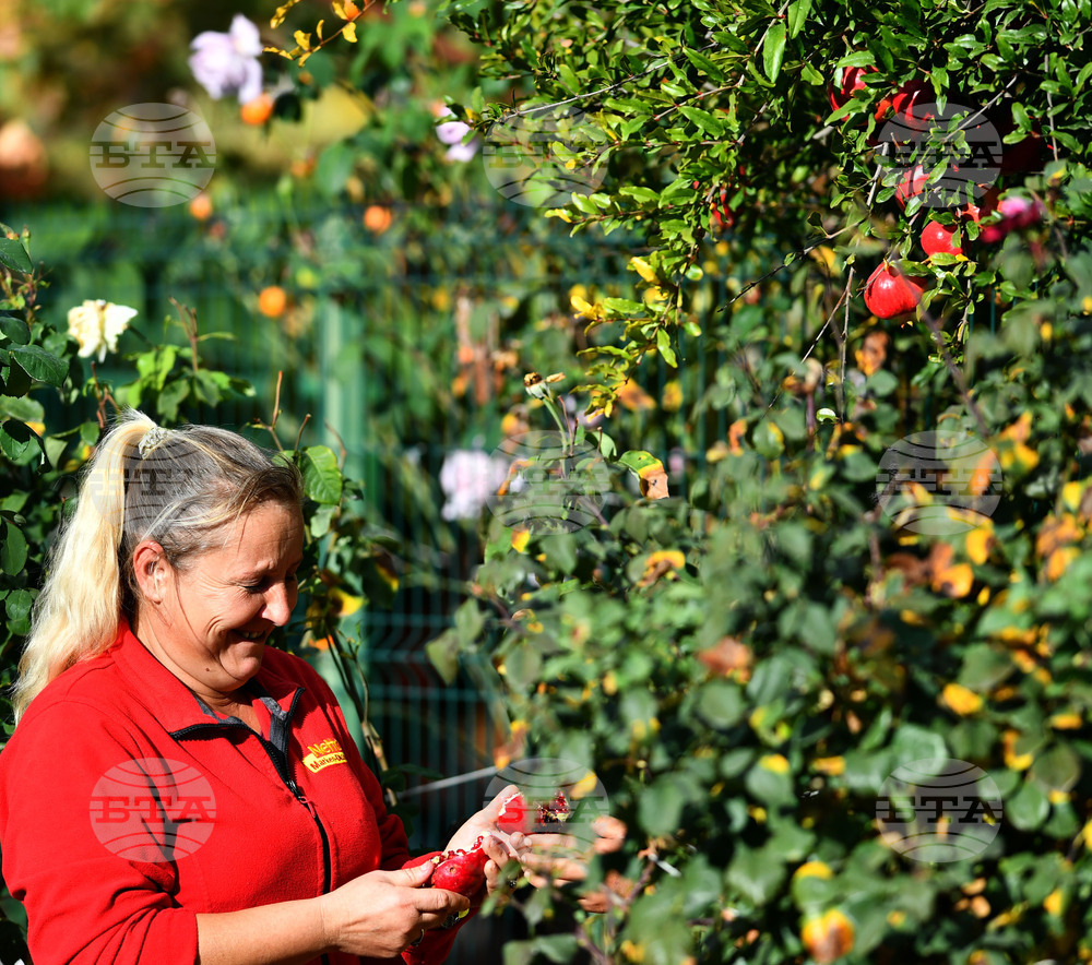 Исперих - екзотично дръвче - нар