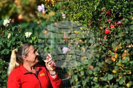 Исперих - екзотично дръвче - нар