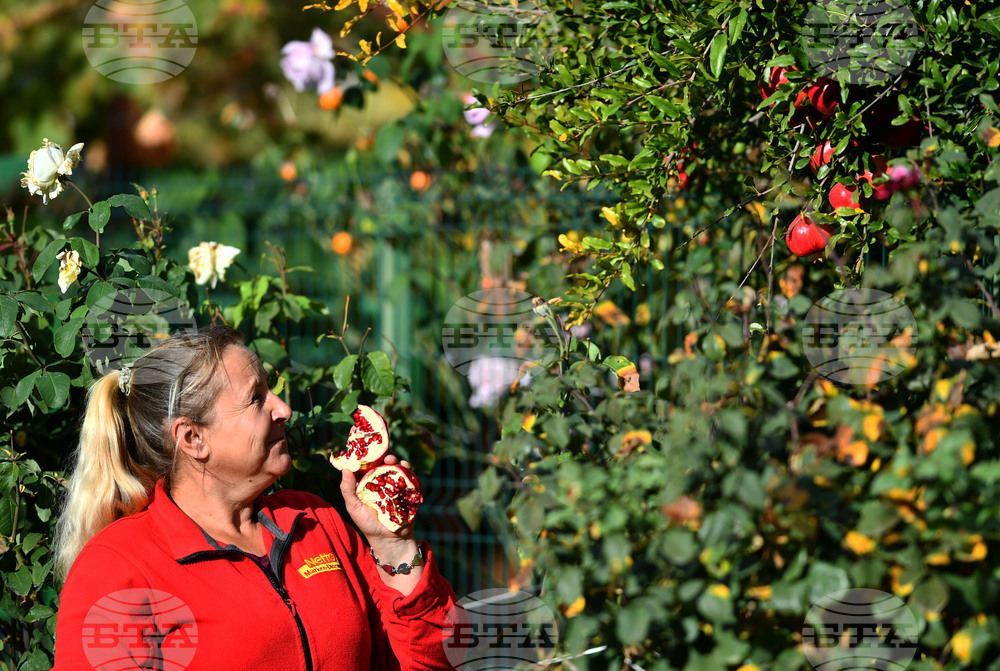Исперих - екзотично дръвче - нар