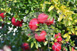 Исперих - екзотично дръвче - нар