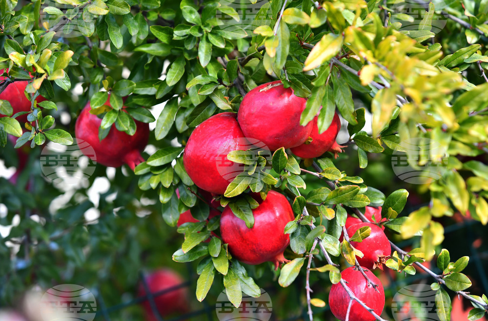 Исперих - екзотично дръвче - нар