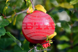 Исперих - екзотично дръвче - нар