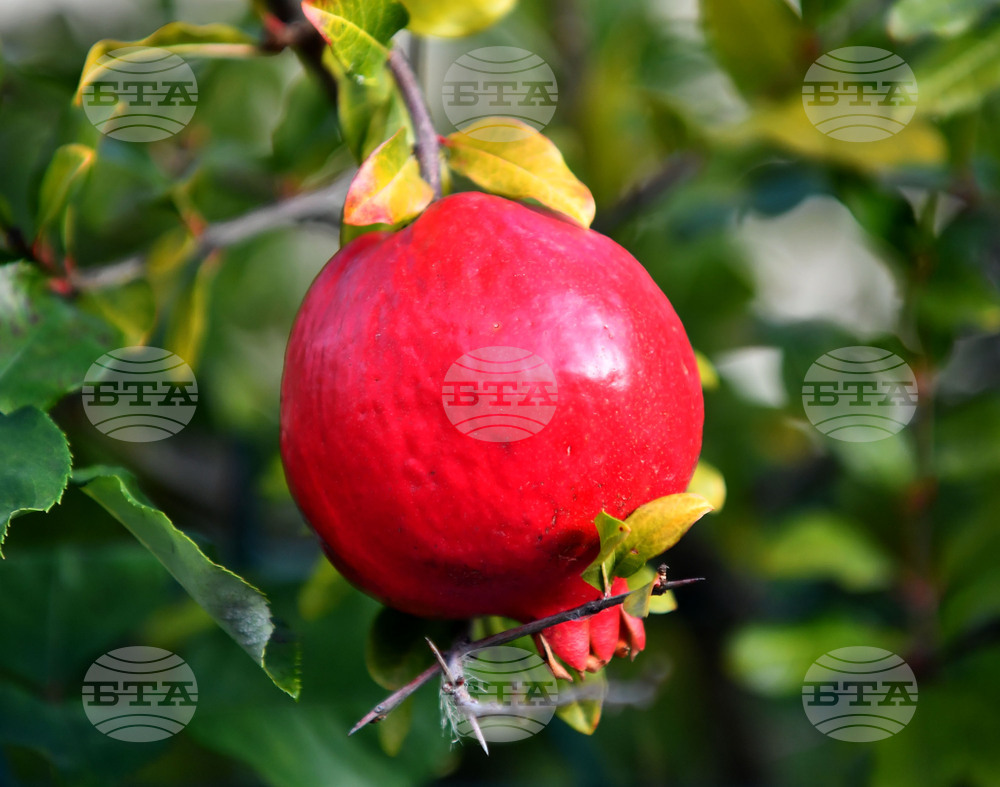 Исперих - екзотично дръвче - нар