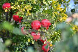 Исперих - екзотично дръвче - нар