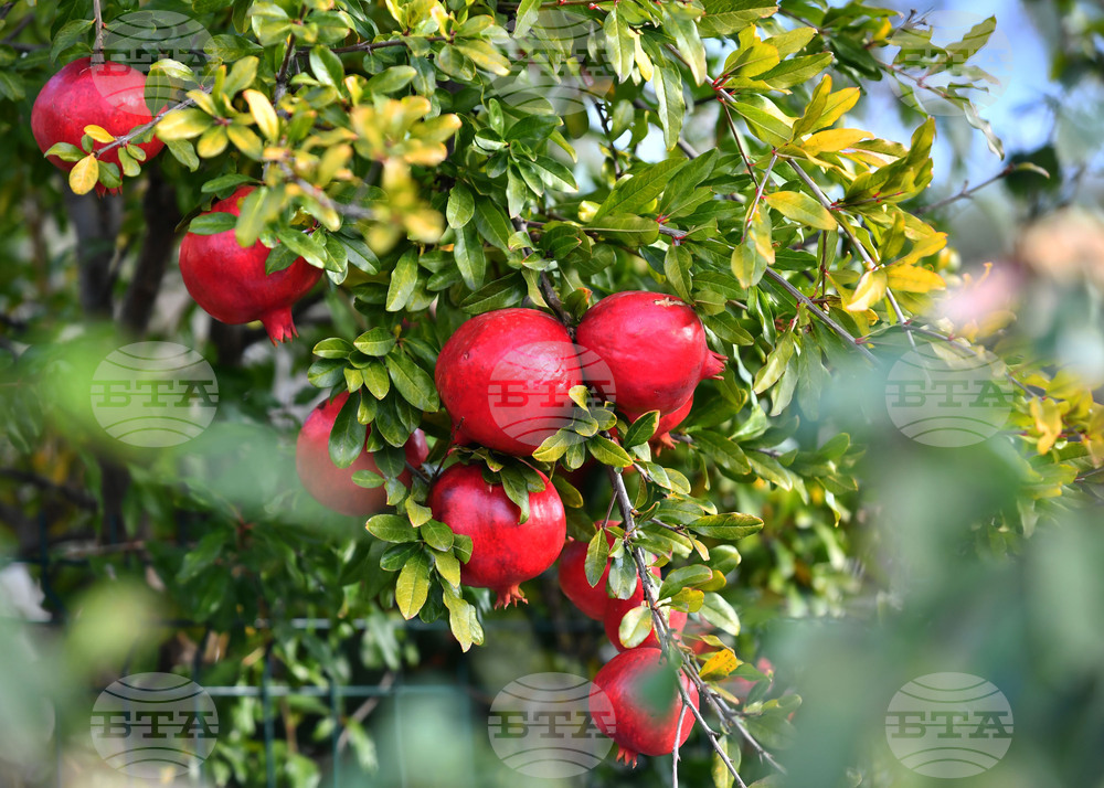 Исперих - екзотично дръвче - нар