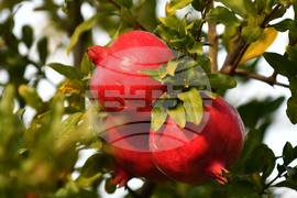 Исперих - екзотично дръвче - нар