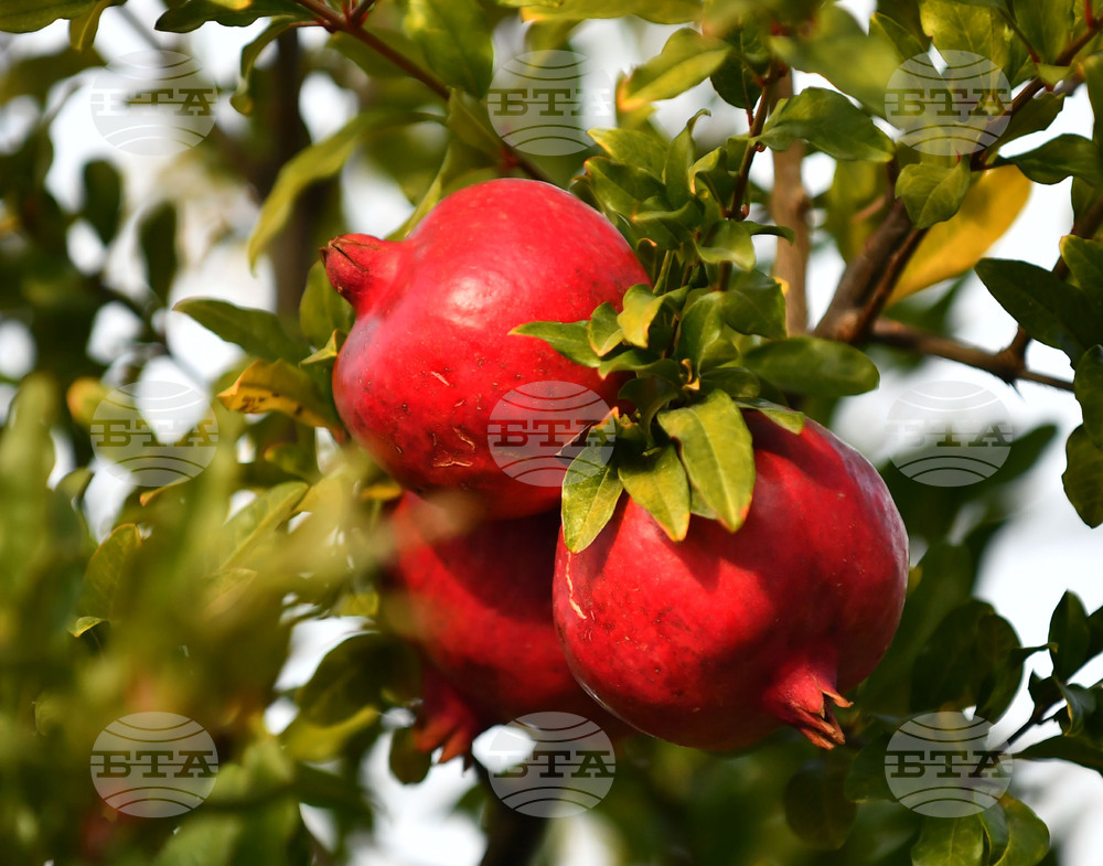 Исперих - екзотично дръвче - нар