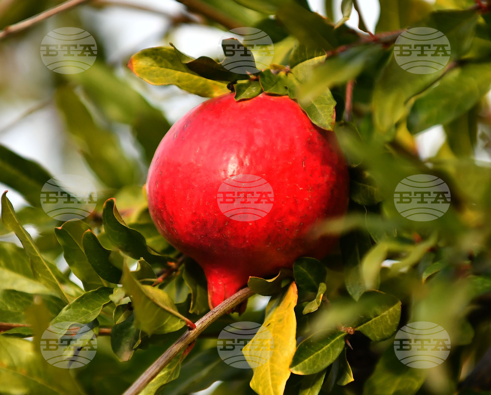 Исперих - екзотично дръвче - нар