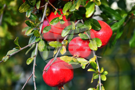 Исперих - екзотично дръвче - нар