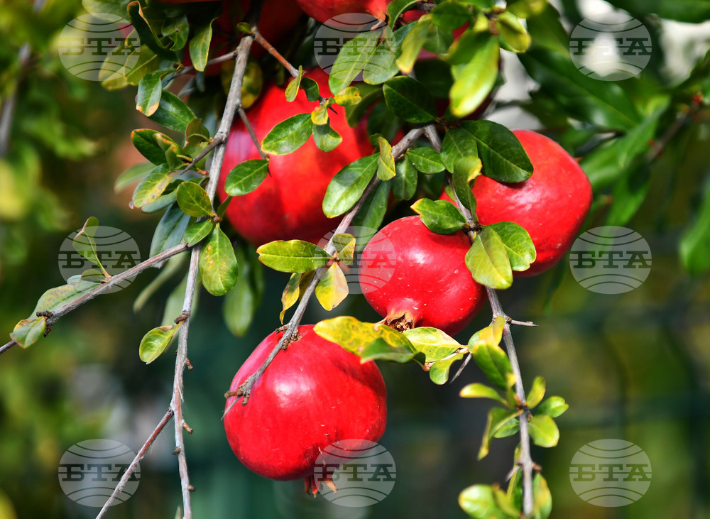 Исперих - екзотично дръвче - нар