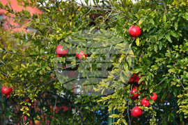 Исперих - екзотично дръвче - нар