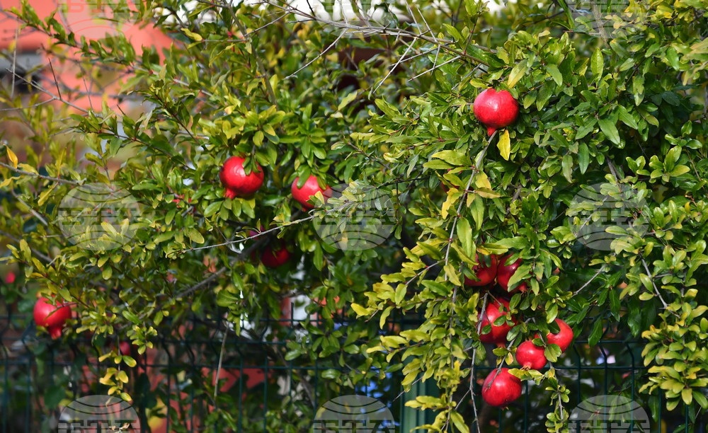 Исперих - екзотично дръвче - нар