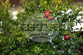 Исперих - екзотично дръвче - нар